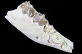 Oreodont Jaw Section With Teeth - South Dakota #81960-1